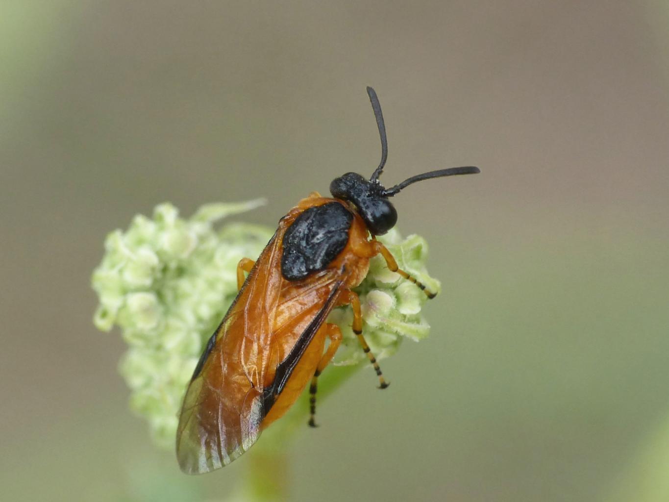 Arge ochropus, Argidae